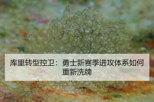 库里转型控卫：勇士新赛季进攻体系如何重新洗牌